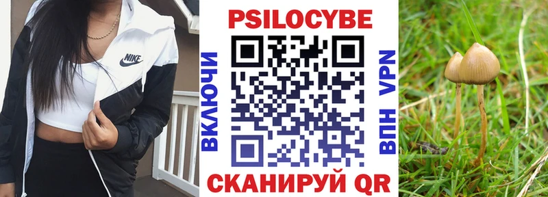 Купить где  Луховицы  Псилоцибиновые грибы Cubensis 